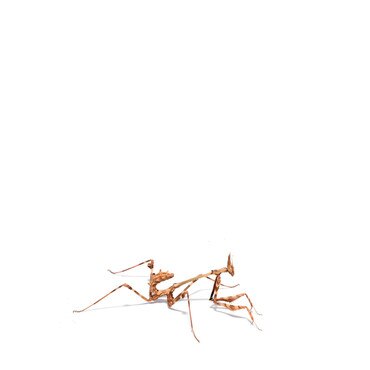 Psychedelic Conehead Mantis